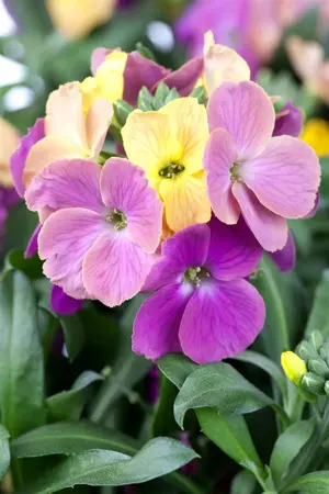 Erysimum 'Erysistible? Tricolor' - 2 Ltr pot - image 1