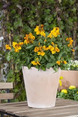ERYSIMUM LEYA LEMON GLOW 2L - image 3