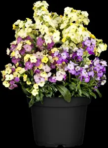 ERYSIMUM LEYA LEMON GLOW 2L - image 4