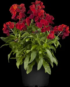 ERYSIMUM LEYA LEMON GLOW 2L - image 5
