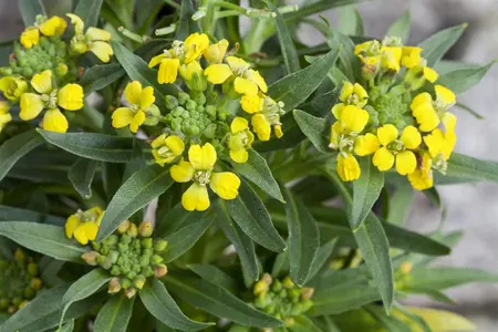Erysimum 'Purple Glow' - 2 Ltr pot