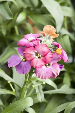 Erysimum 'Red Jep' - P9