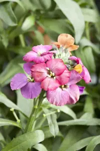 Erysimum 'Red Jep'
