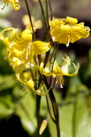 Erythronium tuolumnense 'Pagoda' - P9