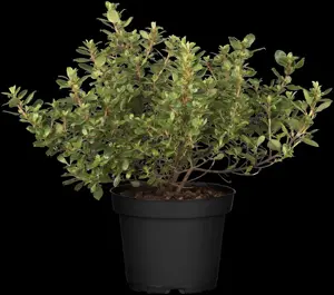 Escallonia 'Red Dream' - 20-25 CM C5