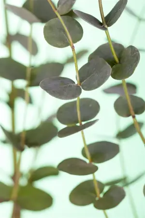 Eucalyptus gunnii - 30-40 CM C3 - image 3