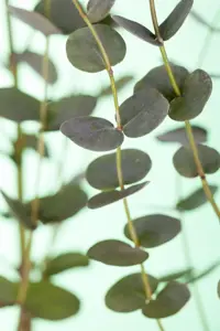 Eucalyptus gunnii - 30-40 CM C3 - image 3