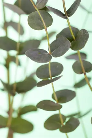 Eucalyptus gunnii - 2 Ltr, single cane - image 2