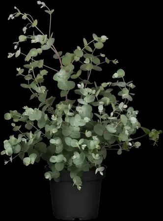 Eucalyptus gunnii - 30-40 CM C3 - image 5