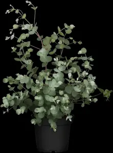 Eucalyptus gunnii - 30-40 CM C3 - image 5