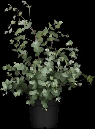 EUCALYPTUS GUNNII 7L - image 5