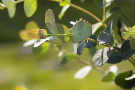 Eucalyptus gunnii - 2 Ltr, single cane - image 4