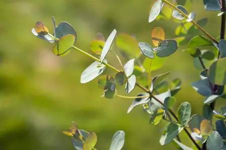 Eucalyptus gunnii - 2 Ltr, single cane - image 5