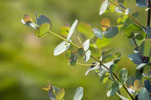 Eucalyptus gunnii - 2 Ltr, single cane - image 5