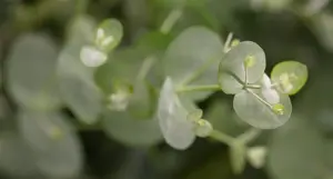 Eucalyptus gunnii