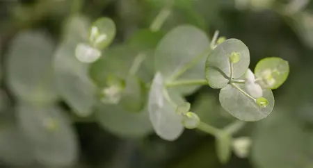 Eucalyptus gunnii - 3 Ltr pot - image 1