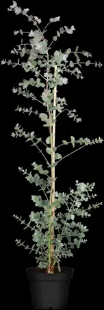 Eucalyptus gunnii - 30-40 CM C3 - image 4