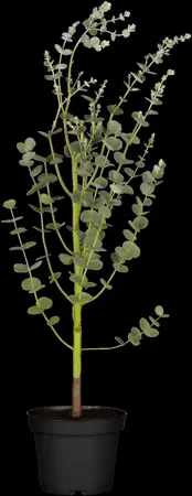 Eucalyptus gunnii - 2 Ltr pot - image 2