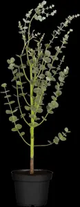 Eucalyptus gunnii - 2 Ltr pot - image 2