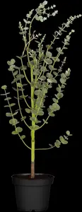 EUCALYPTUS GUNNII 7L - image 2