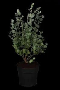 Eucalyptus gunnii 'Azura'?