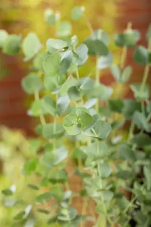 Eucalyptus gunnii 'Azura'? - 10 Ltr pot - image 5