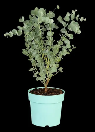 Eucalyptus gunnii 'Azura'? - 10 Ltr pot - image 4