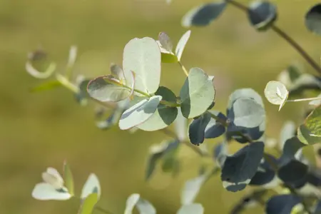 Eucalyptus gunnii 'Azura'? - 10 Ltr pot - image 3