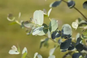 Eucalyptus gunnii 'Azura'? - 10 Ltr pot - image 3