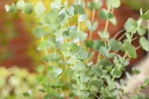 Eucalyptus gunnii 'Azura'? - 60-80 CM C10 - image 3