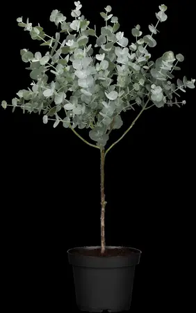 Eucalyptus gunnii 'Azura'? - 10 Ltr pot - image 2