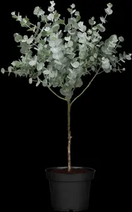 Eucalyptus gunnii 'Azura'? - 10 Ltr pot - image 2