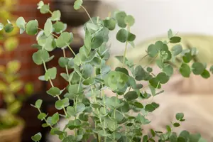 Eucalyptus gunnii 'Silverana'