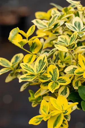 EUONYMOUS f EMERALD & GOLD 3L - image 4