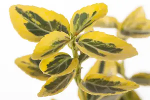 EUONYMOUS f EMERALD & GOLD 3L - image 1