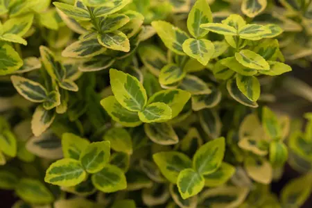 EUONYMOUS f EMERALD & GOLD 3L - image 2