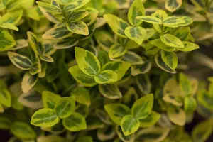 EUONYMOUS f EMERALD & GOLD 3L - image 2