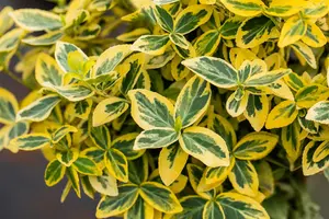 EUONYMOUS f EMERALD & GOLD 3L - image 5