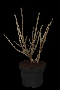 Euonymus alatus