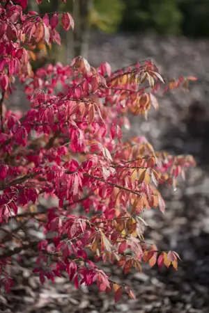 Euonymus alatus - 2 Ltr pot - image 4