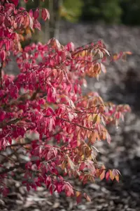 Euonymus alatus - 2 Ltr pot - image 4