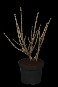 Euonymus alatus