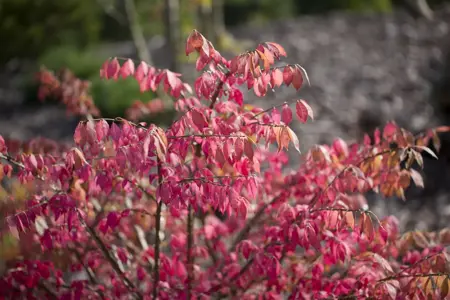 Euonymus alatus - 2 Ltr pot - image 3