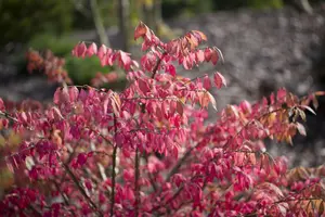 Euonymus alatus - 40-50 CM RB - image 3