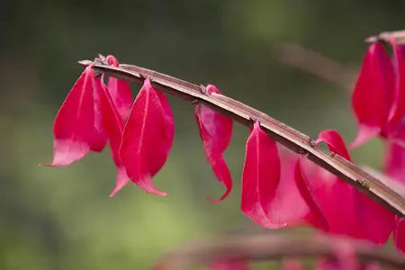 Euonymus alatus - 80-100 CM C35 - image 5