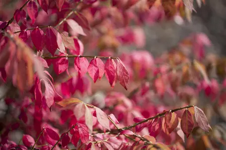 Euonymus alatus - 7.5 Ltr pot - image 3