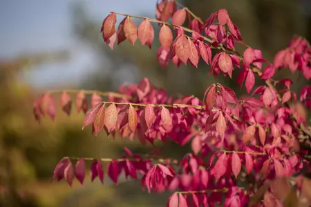 Euonymus alatus - 7.5 Ltr pot - image 4