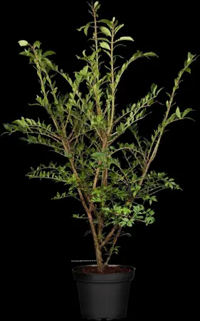 Euonymus alatus - 40-60 CM C7.5 - image 2