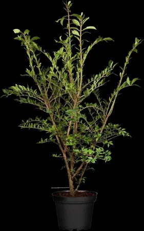 Euonymus alatus - SOLITAIR 150-175 CM RB - image 2