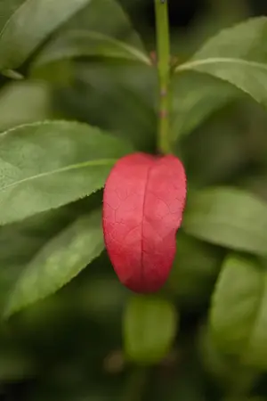 Euonymus alatus 'Compactus' - 25-30 CM C7.5 - image 1